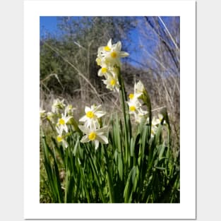 White and Yellow Daffodils Against a Blue California Spring Sky Posters and Art